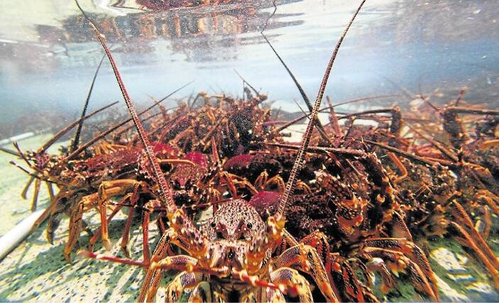 Illegal rock lobster pots found over holidays