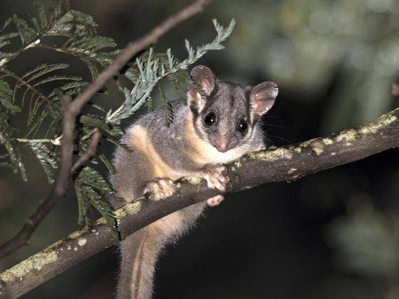 A court says it has no confidence VicForest can protect endangered species like Leadbeater's possum.