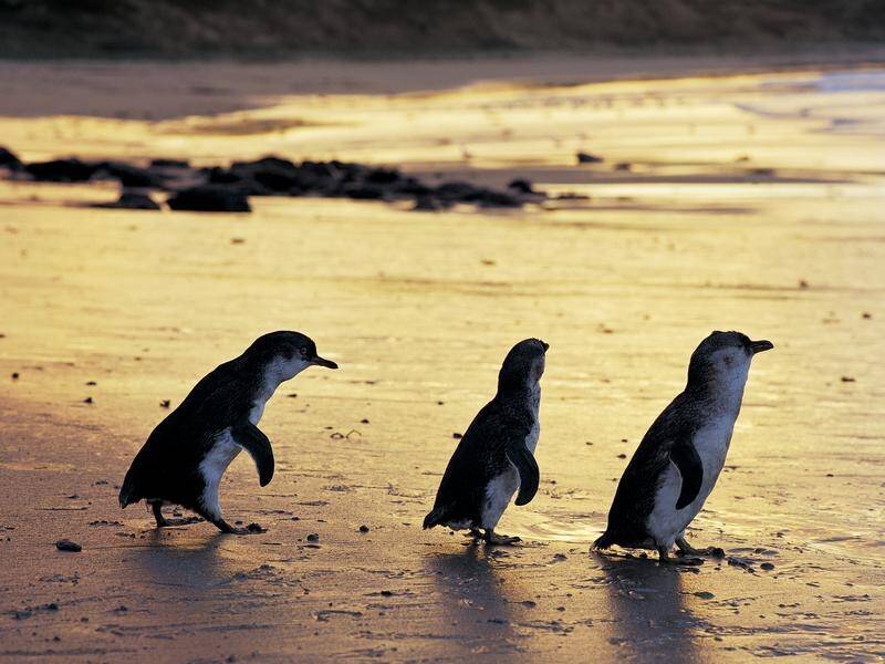 A BBC sports commentator in lockdown has resorted to narrating the Phillip Island penguin parade.