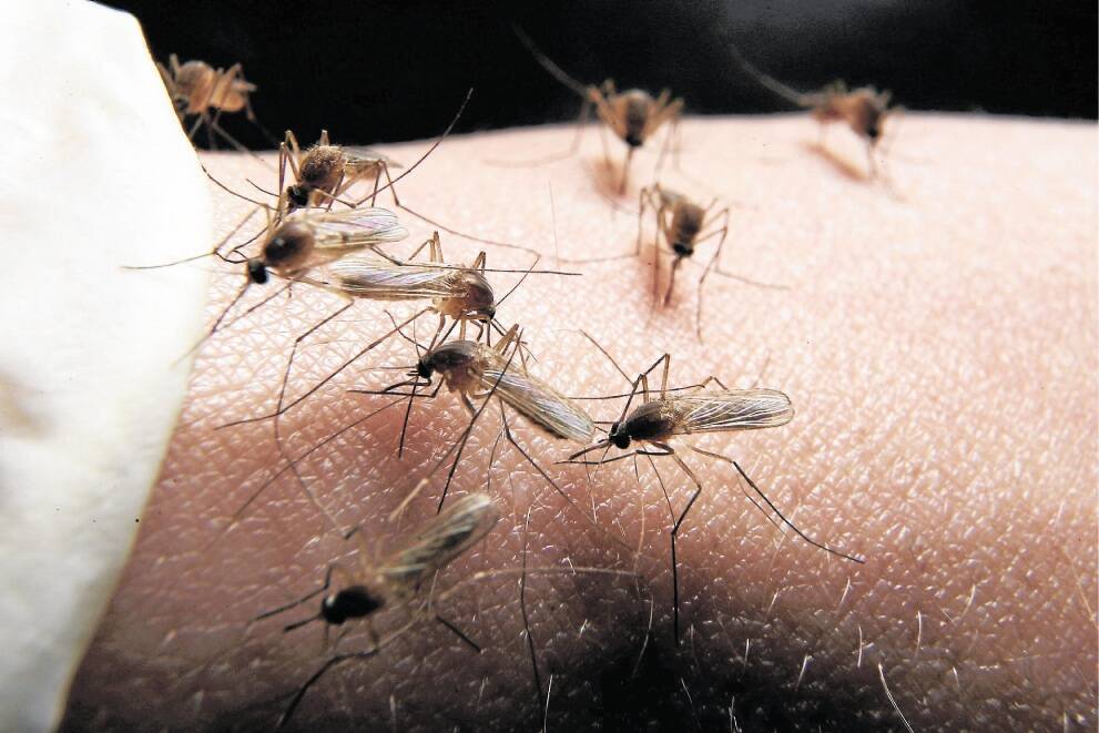 The virus is contracted by infected mosquito bites.