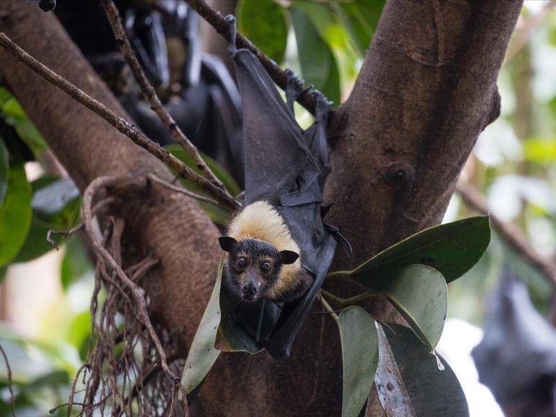 Authorities are urgently trying to find four children who may have handled an infected bat. (Marc McCormack/AAP PHOTOS)
