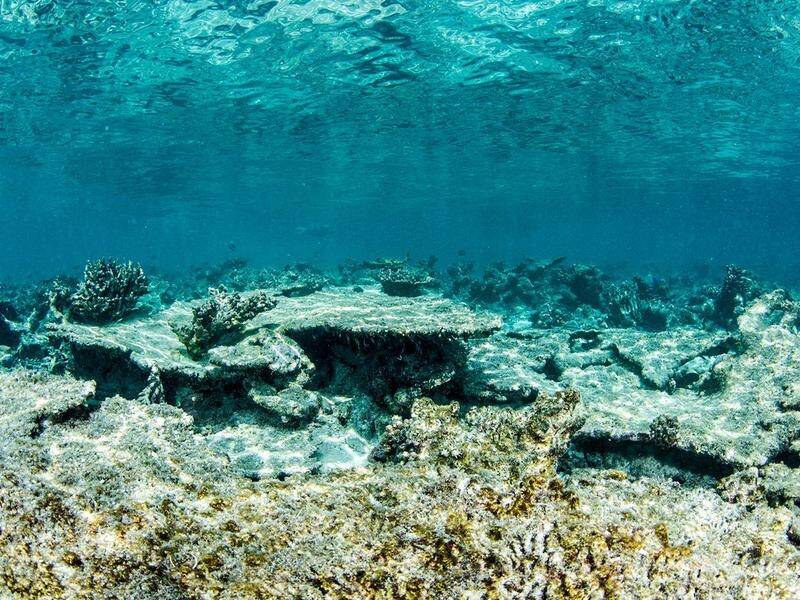 Researchers are examining how coral rubble is affecting the regeneration of the Great Barrier Reef.