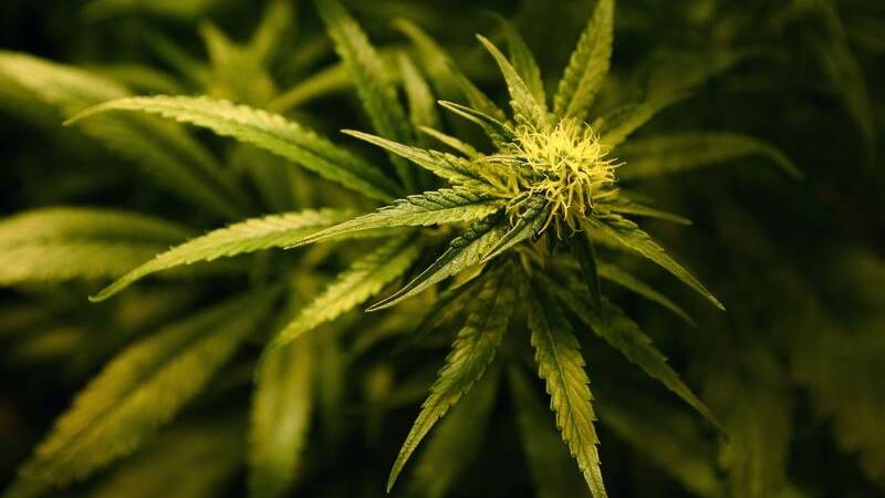 Medicinal cannabis for dogs progress reported