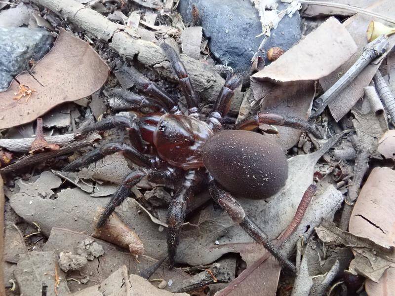 A new Australian spider has been discovered, that hides its burrows with leaves, twigs and silk.