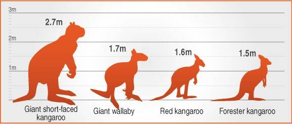 Mount Cripps gives up giant kangaroo remains | The Examiner ...