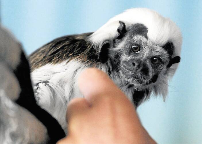A cotton-top tamarin, a rare monkey native to Colombia, one of three to be housed at Tasmania Zoo. Picture: NEIL RICHARDSON