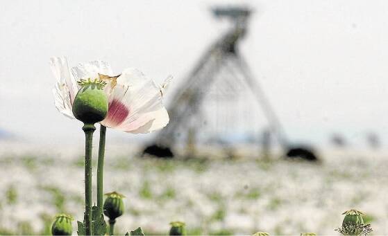 Last year's poppy crop tipped to exceed $75m