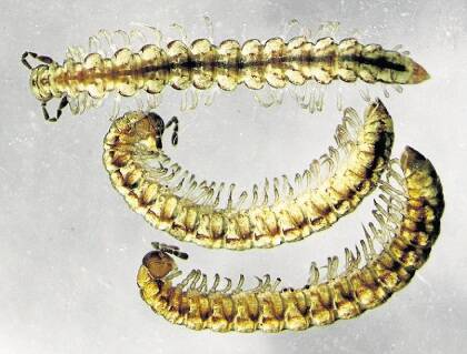Unique Launceston millipede finally has a name