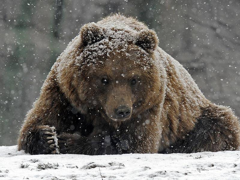 A runaway brown bear nicknamed Papillon has given its handlers the slip in the Italian Alps.