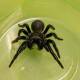 A molecule from funnel web spider venom could prevent cell damage caused by heart attacks.