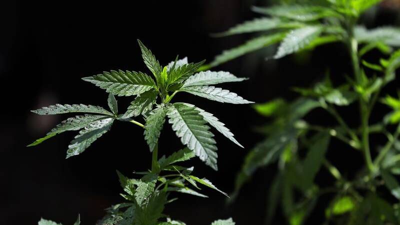 Australian researchers will trial the use of medicinal cannabis on brain tumour patients.