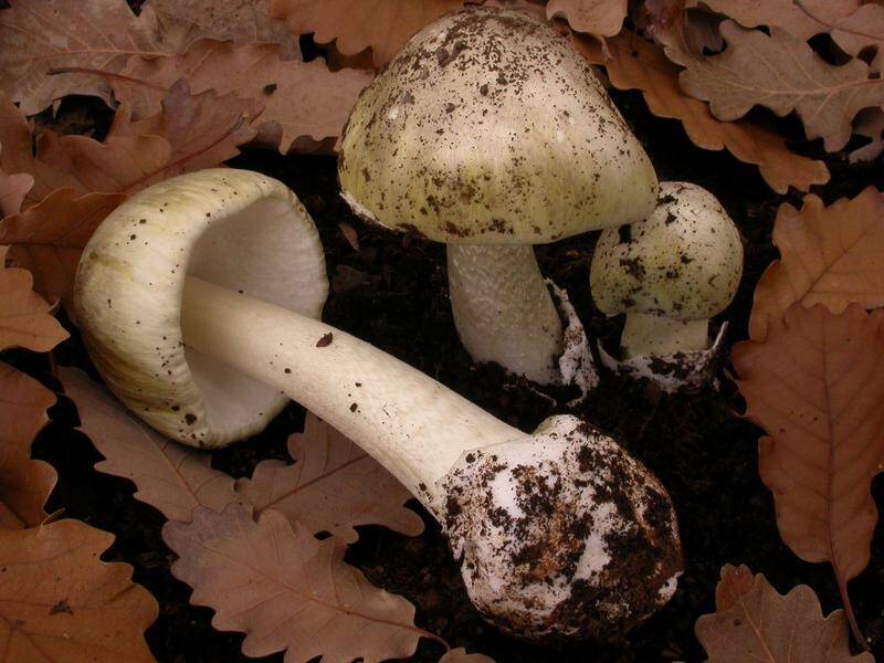 The NSW government has warned people against eating wild mushrooms after dozens were hospitalised.
