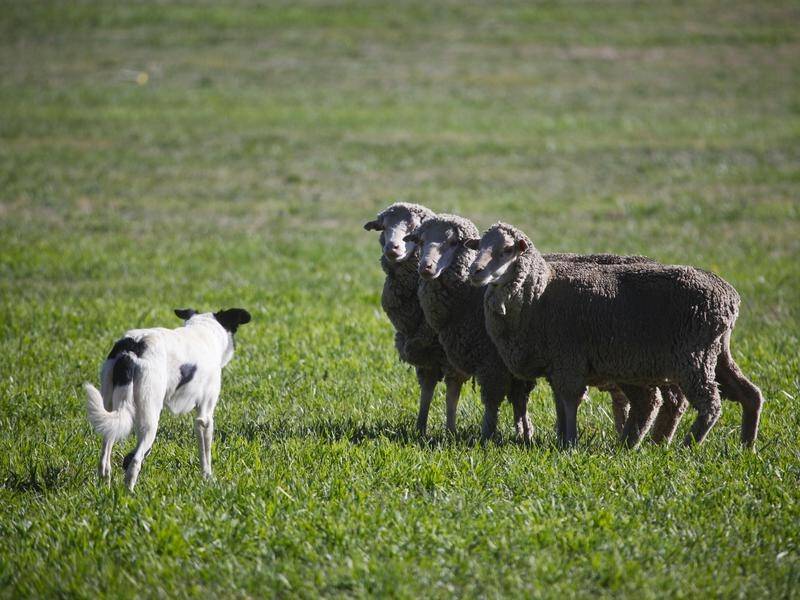 Traditional methods of herding have a more stressful impact on sheep than drones, research shows.