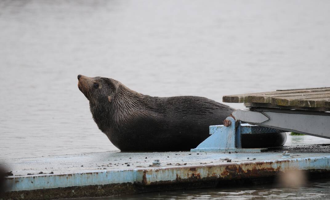 Sunbaking ... Minus the sun. A seal was spotted lounging on the St Patricks College rowing pontoon yesterday. Picture: Paul Scambler