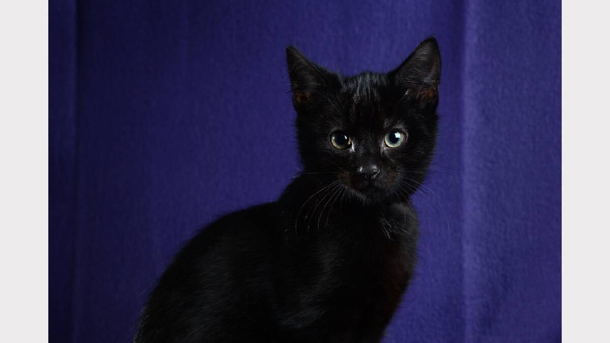Igor the black cat is at the Launceston RSPCA waiting for someone to take him home. Picture: MARK JESSER