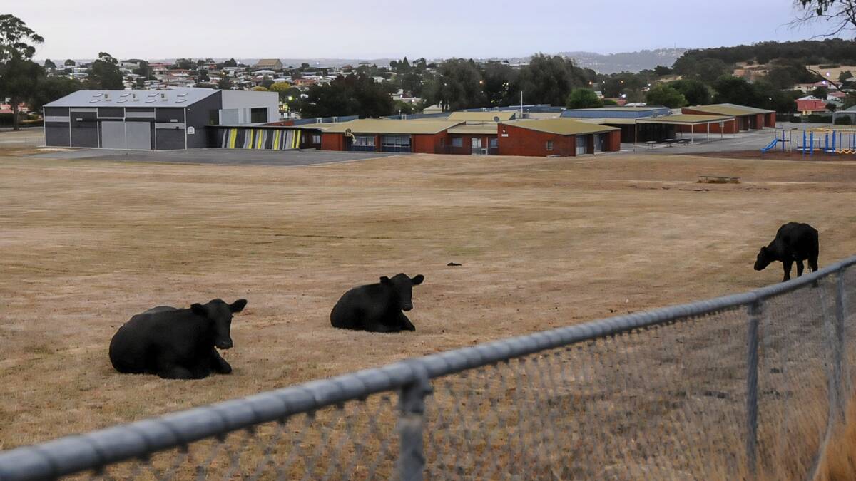 Fresh meat - cows spotted in the grounds of Ravenswood Primary School this morning. Picture: Neil Richardson