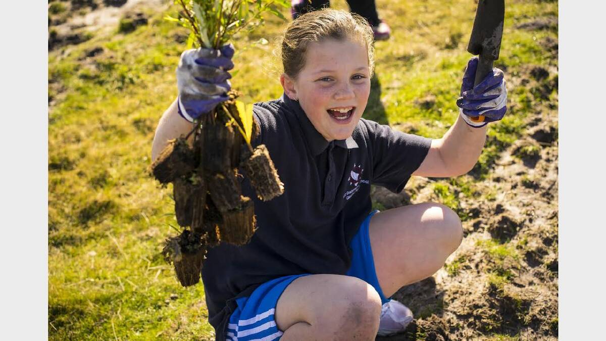 Port Dalrymple School grade 5 pupil Summer Reed assists on tree planting day. Picture: ROB BURNETT