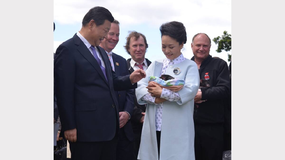 President Xi Jinping and Madame Peng with a Tasmanian devil called LuLu from Bonorong wildlife park. Picture: Georgie Burgess