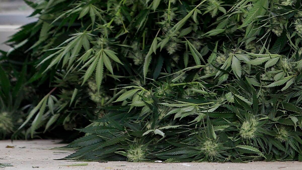 Medicinal cannabis a step closer