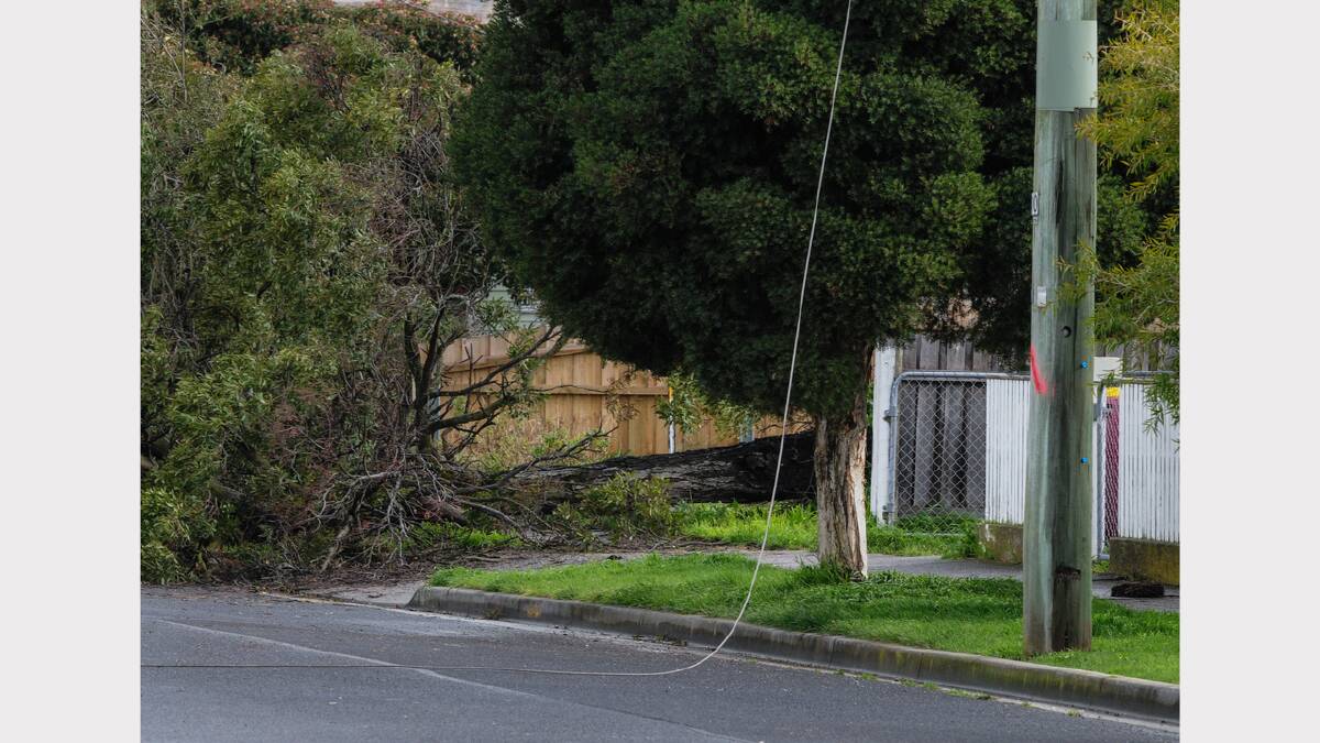 Wires and trees down in Hart Street, Newstead, earlier today. Picture: Neil Richardson