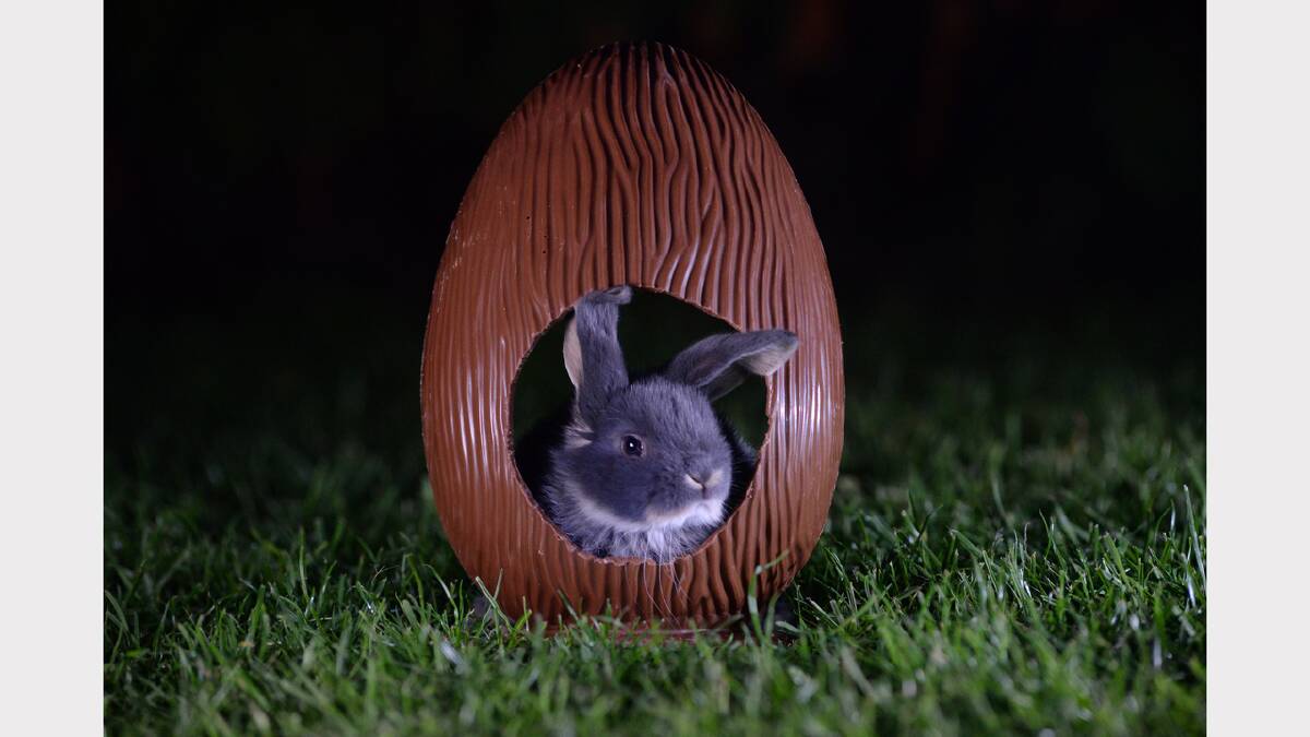 Chocolate and bunnies - Easter in an eggshell. Picture: Mark Jesser