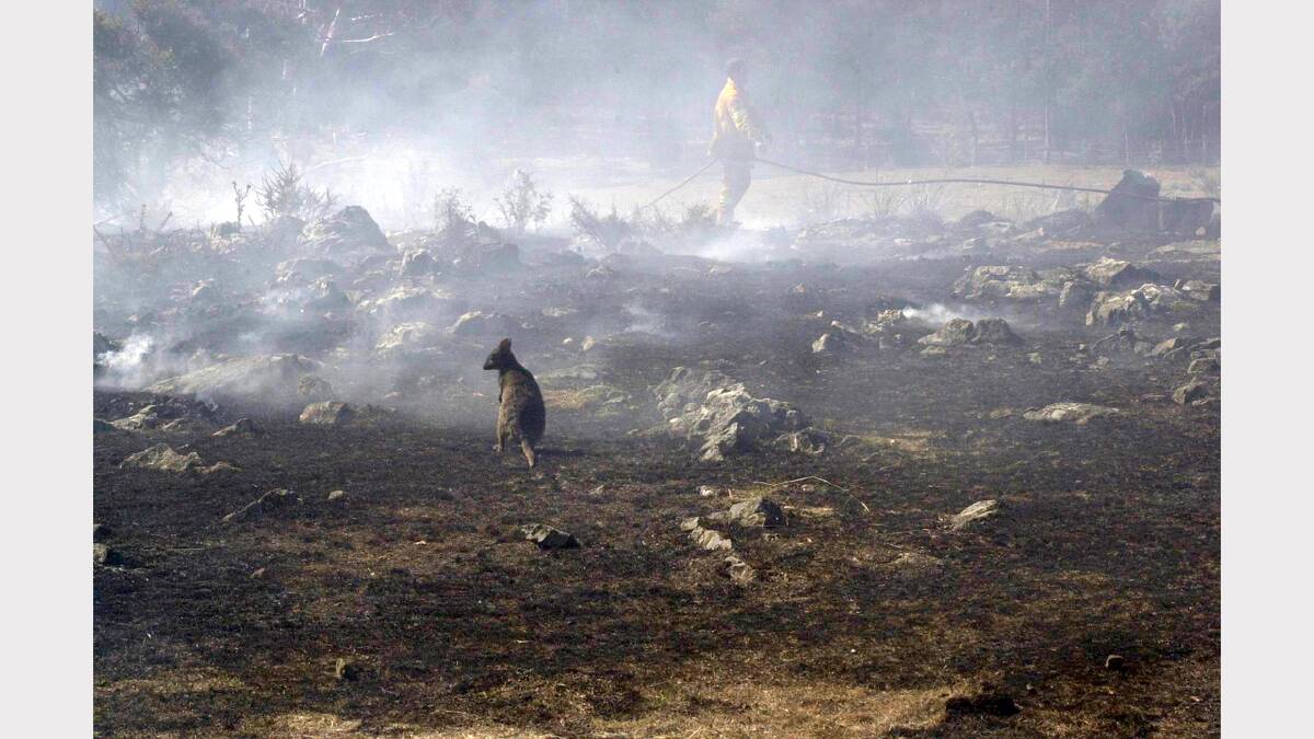 Geoff Robson: A wallaby crashed this photo of fire devastation at St Leonards.