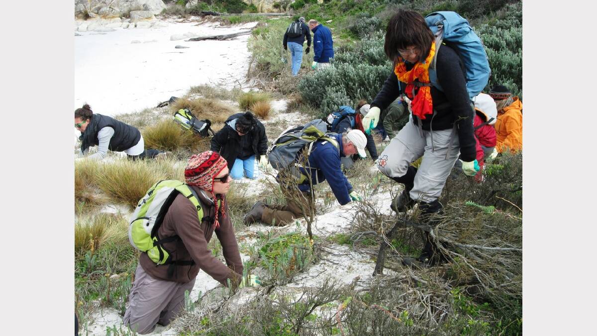 More than 50 volunteers participated in the Bay of Fires Coastal Heritage Weekend clean-up earlier this month.