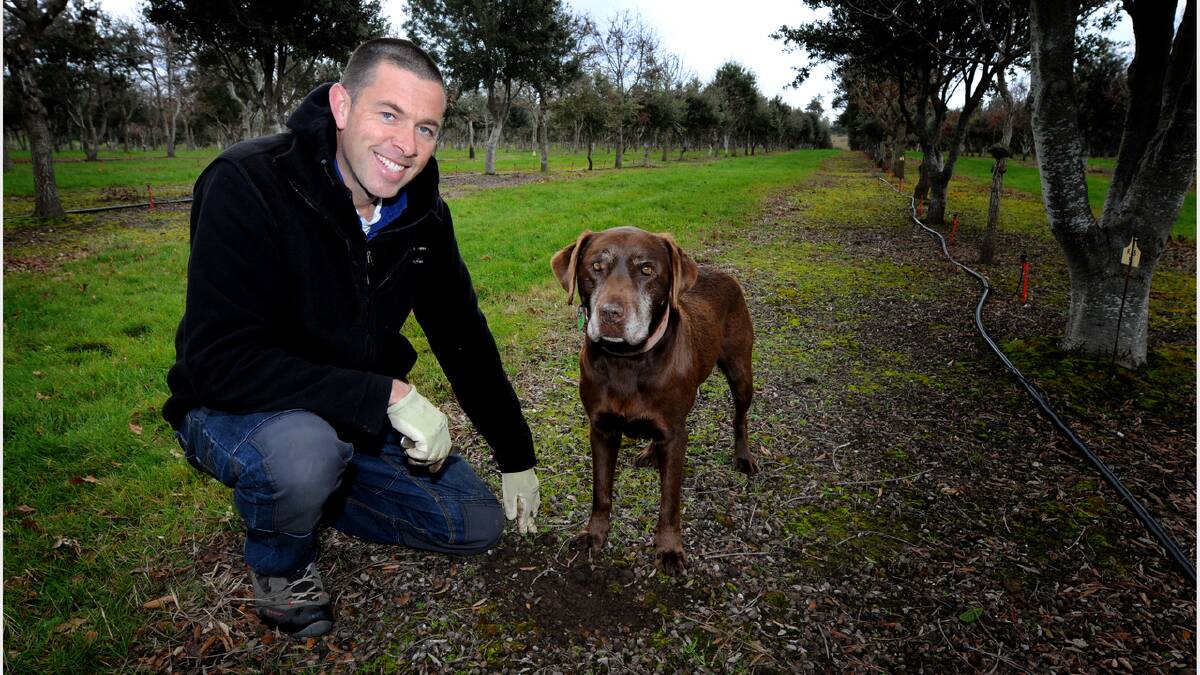 Marcus Jessup from Tamar Valley Truffles with his dog Jaffa in search of truffles. Picture: GEOFF ROBSON