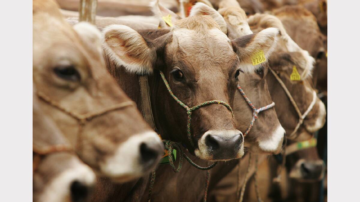 Livestock Biosecurity Network will run free livestock disease workshops.