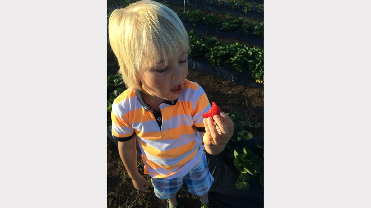 Darcy Chugg, 6, of Longford, enjoys a freshly picked strawberry from Longford Berry Farm.