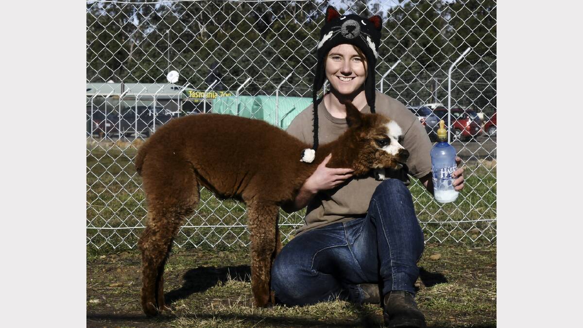 Two-month-old alpaca Buzzie gets plenty of attention from zookeeper Elisha Palfreyman at Tasmania Zoo. Picture: NEIL RICHARDSON