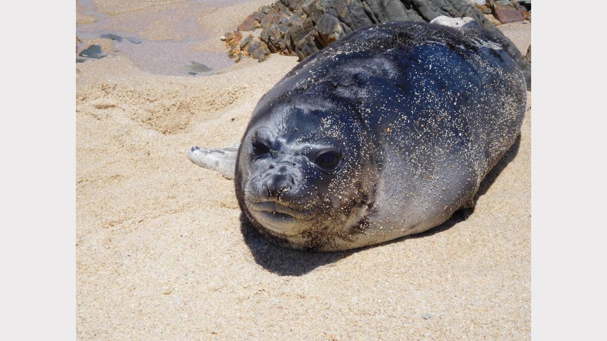 Caption: An elephant seal has been born on King Island for the first time in 200 years. 
Picture: Larraine Nievaart.