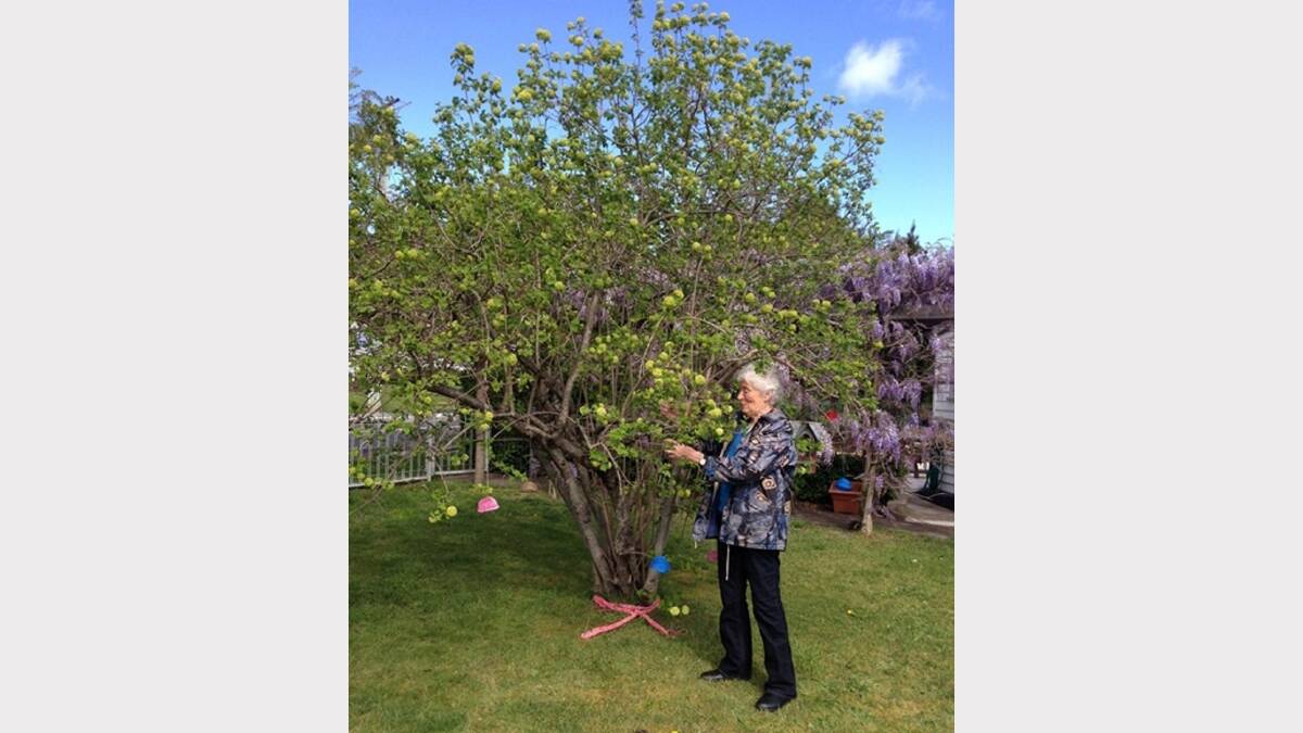 Anne Young yarn bombs a Beaconsfield tree.