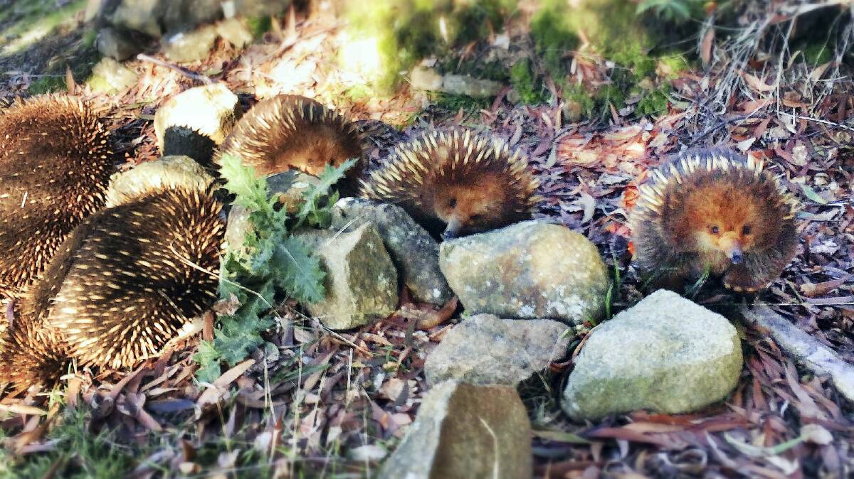 Five echidnas amble  through the West Tamar backyard of Jessica Gelston on their way to an amorous adventure. Picture: JESSICA GELSTON