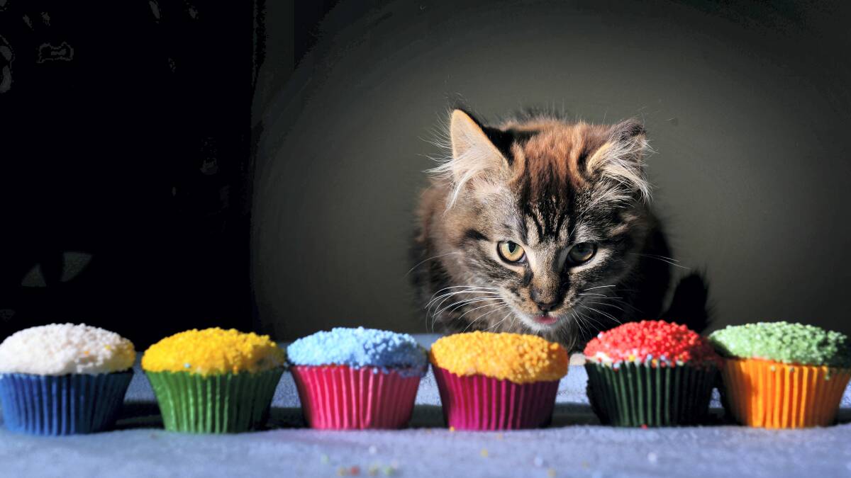 Brodie the three-month-old kitten prepares to sample some cupcakes. Picture: SCOTT GELSTON