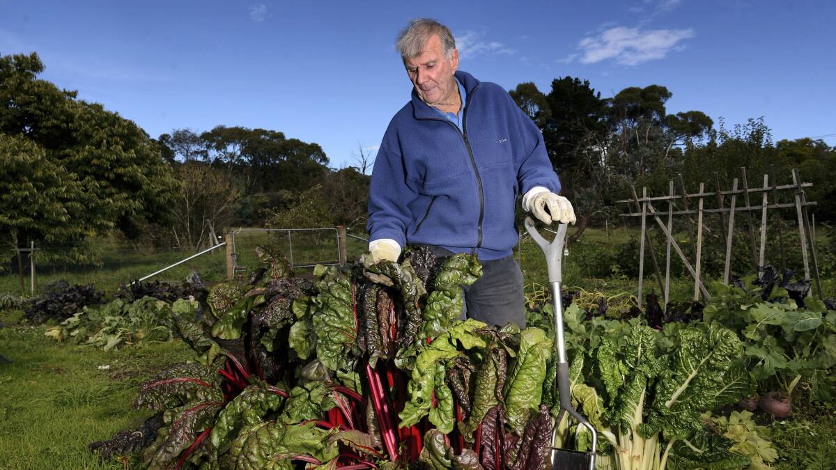Peter Cundall at home in his vegie patch in the Tamar Valley. The former television gardening host is taking gardening workshops for veterans.   Picture: SCOTT GELSTON
