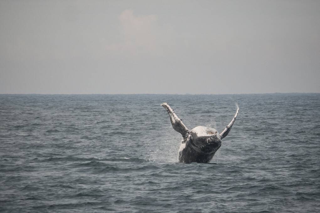 One whale re-floated, one dead in North West