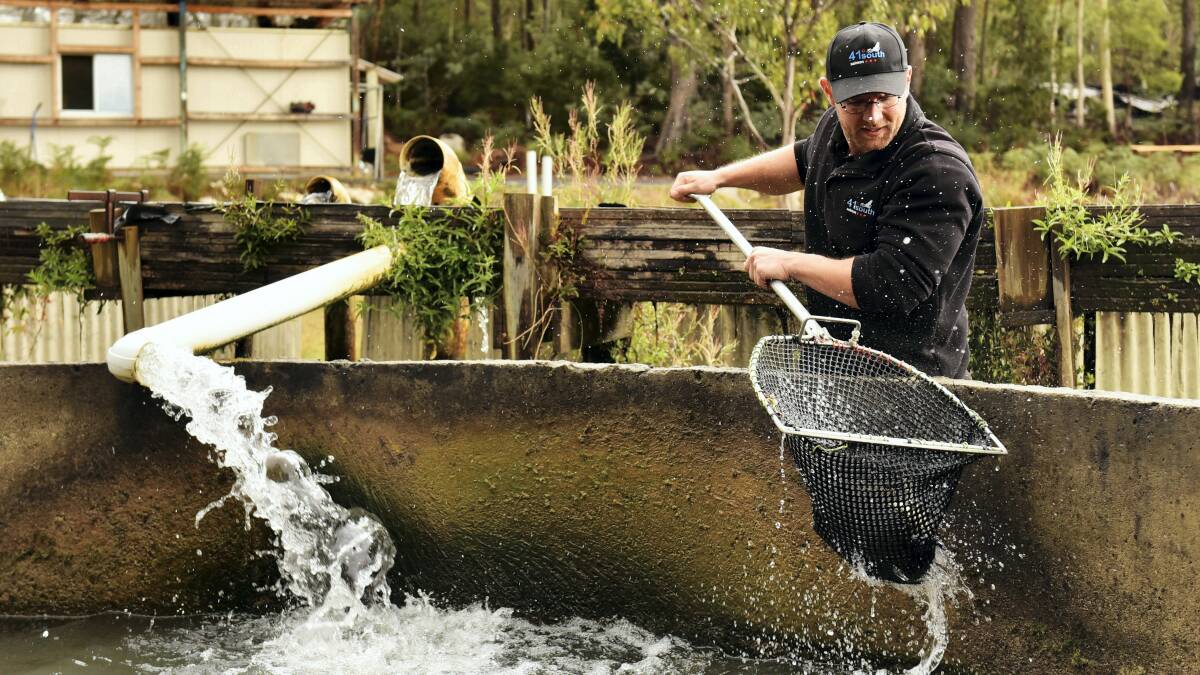 41 Degree South Tasmania co-owner Ben Pyka catches some 18-month-old salmon for inspection.  Picture: SCOTT GELSTON
