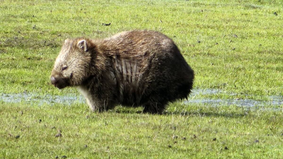 A mange-infected wombat at Narawntapu National Park.