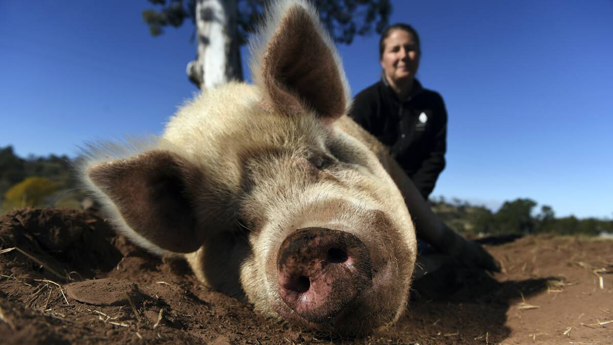 Big Ears Animal Sanctuary owner Jacqui Steele  with Franky the pig,  one of 17 pigs that have wound up at the Longford sanctuary.

 Picture: MARK JESSER
