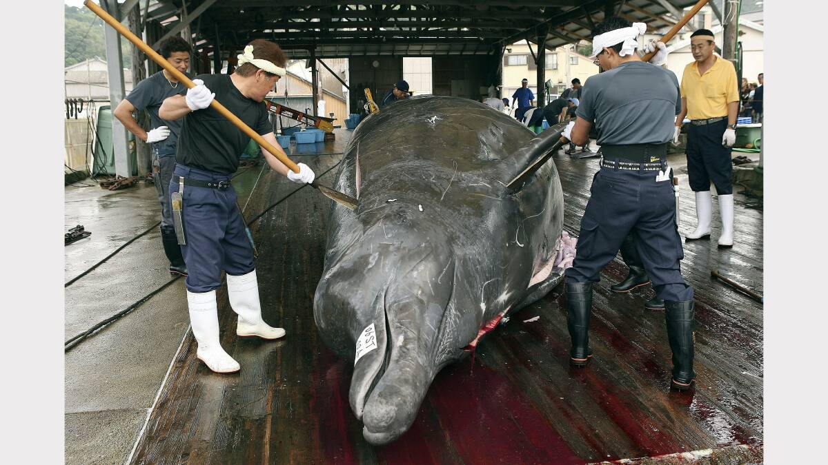 Japanese whaling banned