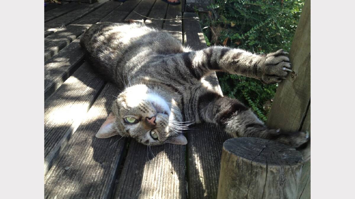 Photo sent in by Karen Searle - Pesto loves hanging out in the treehouse on hot days
