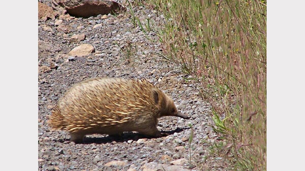 Photo sent in by Debbie Smith - white echidna near her home