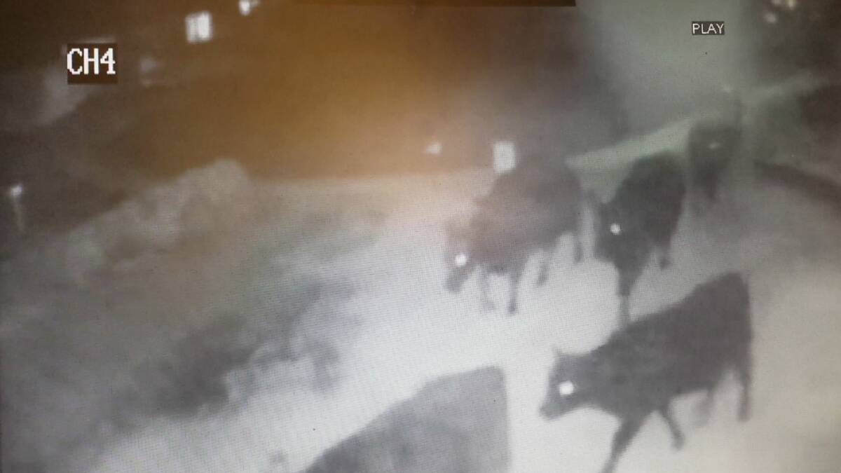 Ravenswood cows on film | Video