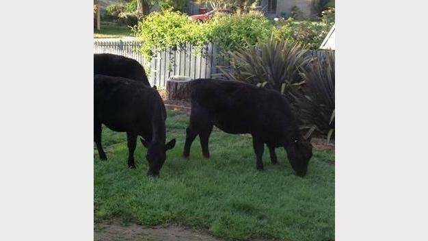 Wandering cows make a meal of school oval