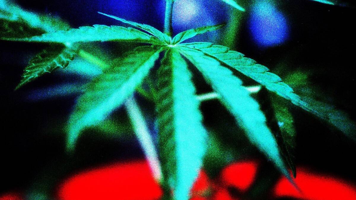 Dorset keen to be in cannabis trial 