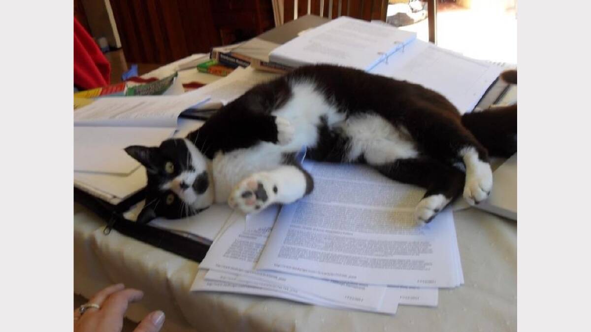 Photo sent in by Michelle Cassidy  of Winston, her 12yo boy helping her study