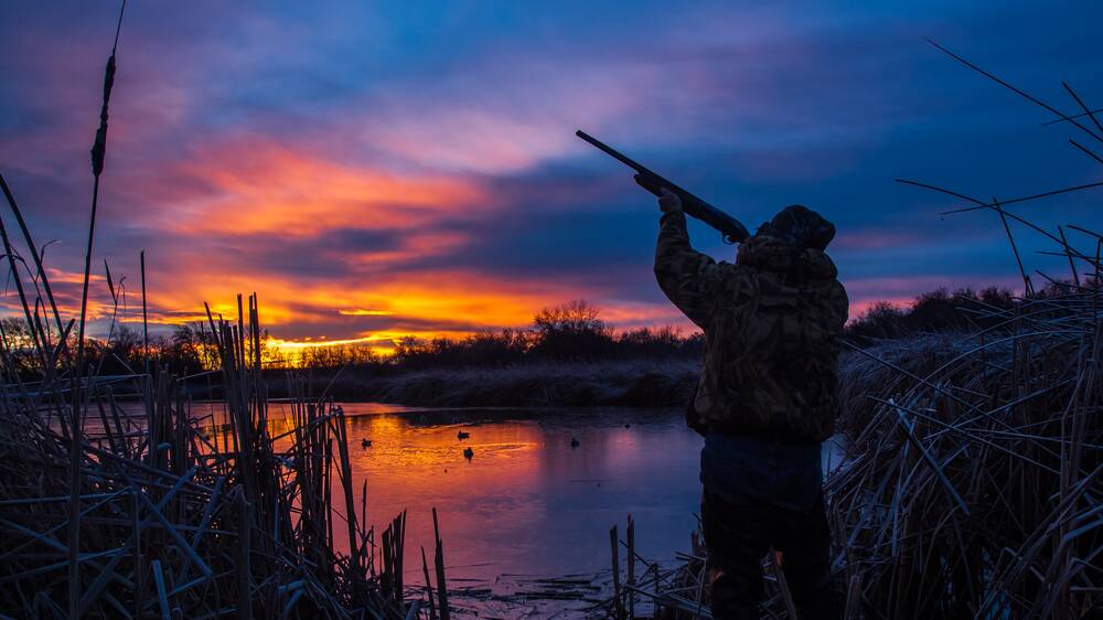 Conservationists have called for a freeze on duck hunting.