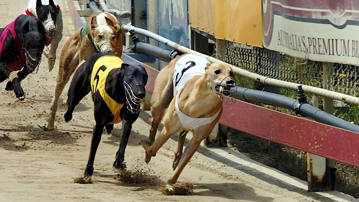 O’Connor stands by call for greyhounds ban