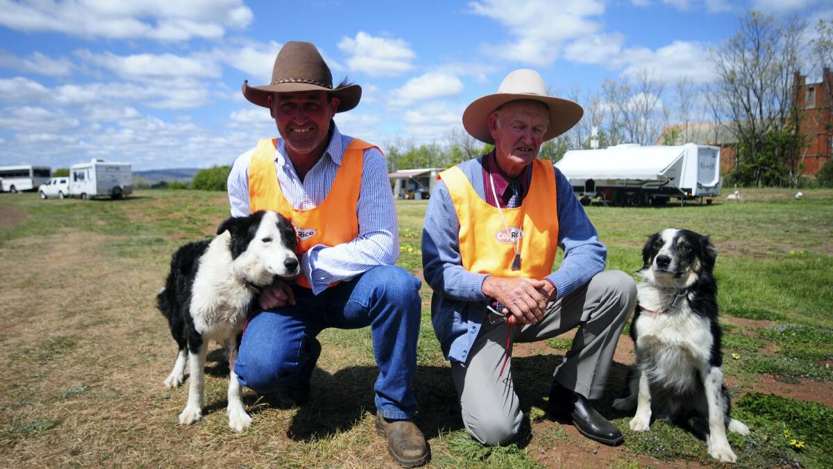 Mike Hudson, of NSW, with Wondara Snap, and his father Pip, with Rocky Sky, who will compete individually and as NSW team representatives at the Australian Sheep Dog Championships at Campbell Town.